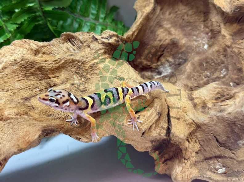 Gekon lamparci gekony lamparcie Konin