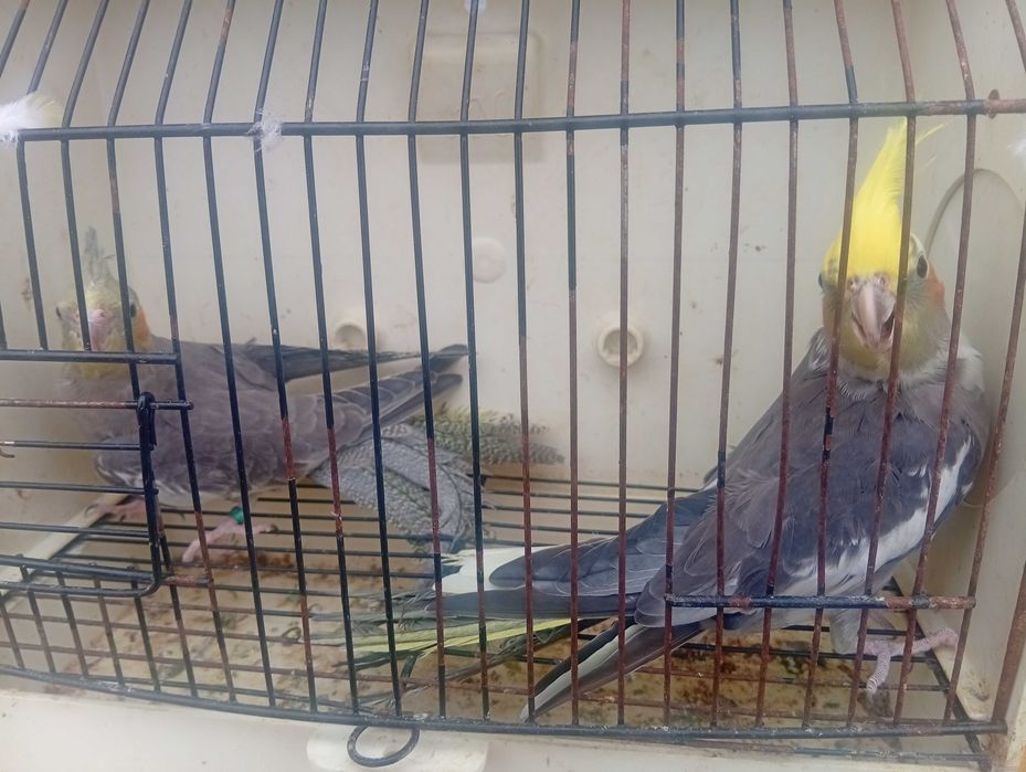 Agapórnis caturras bengalins kakariquis e red rumped