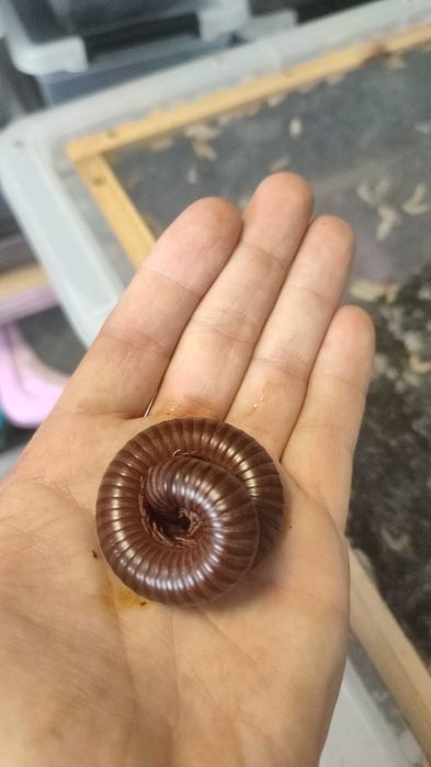 Wij wije krocionogi Ophistreptus guineensis