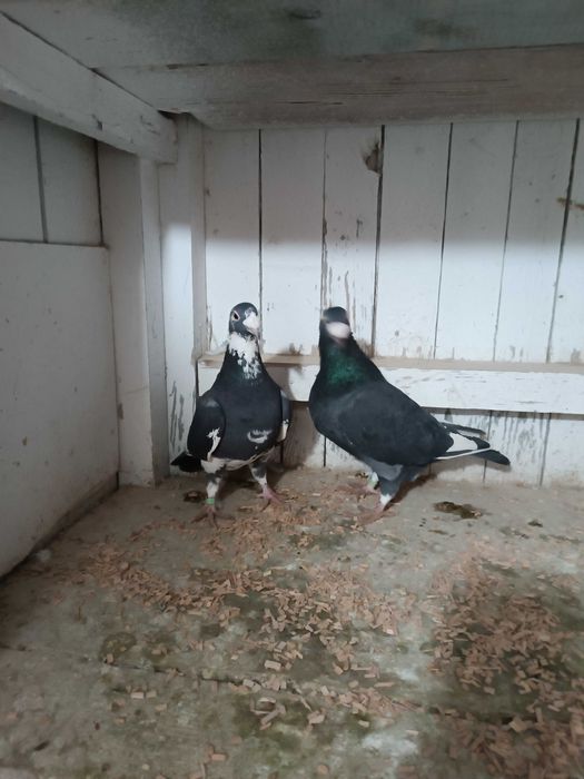 Sprzedam gołębie staropolskie