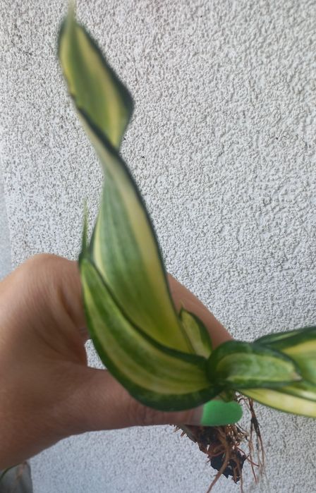 Sansevieria Spiral Star