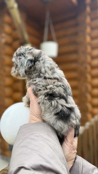 Лялькова  дівчинка з блакитними очками