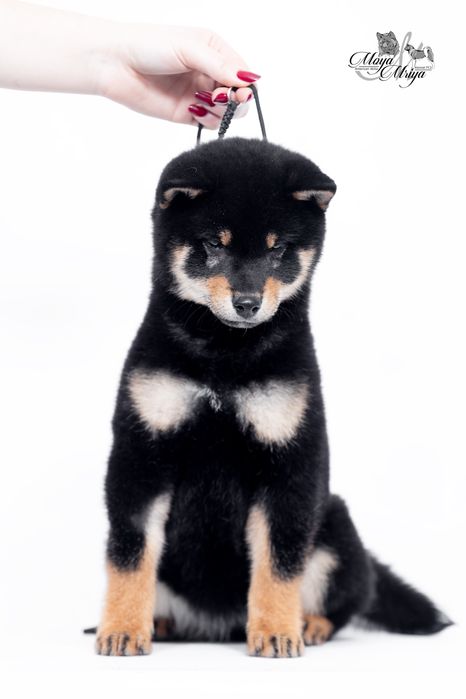 Шиба іну / шиба ину / сіба/ сиба/ shiba inu