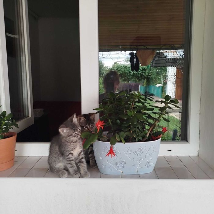 Віддам котиків до люблячої родини