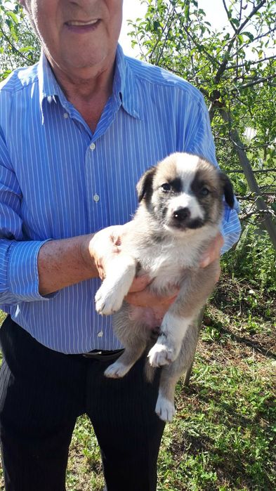 Отдам даром в хорошие руки