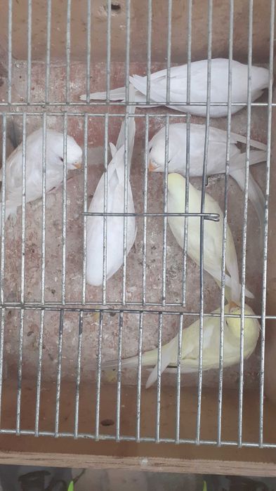 Vendo lote de 11 periquitos