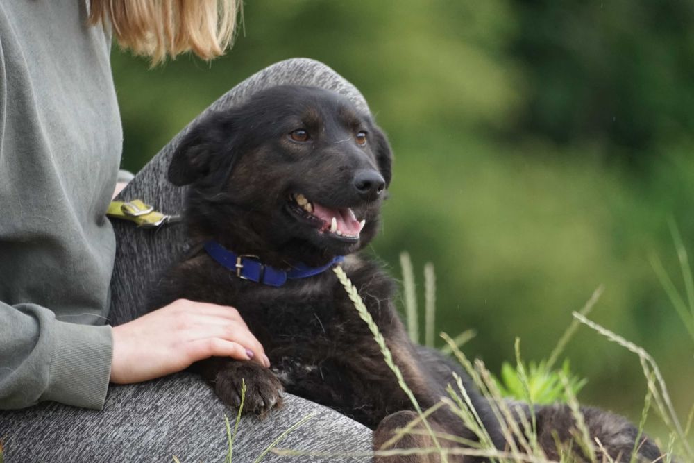 Tasza - przepiękna sunia w typie mini labrador