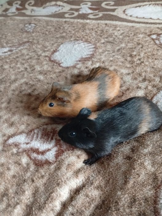 Продам морські свинки хлопчики і дівчатка