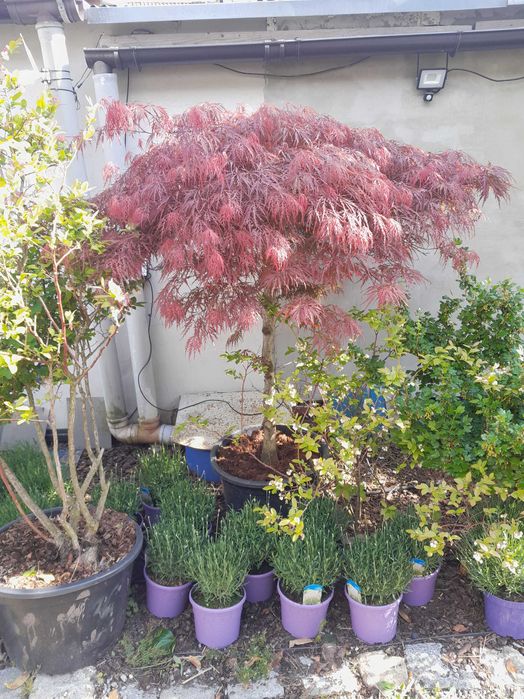 Klon Palmowy, Jawor, Tatarski