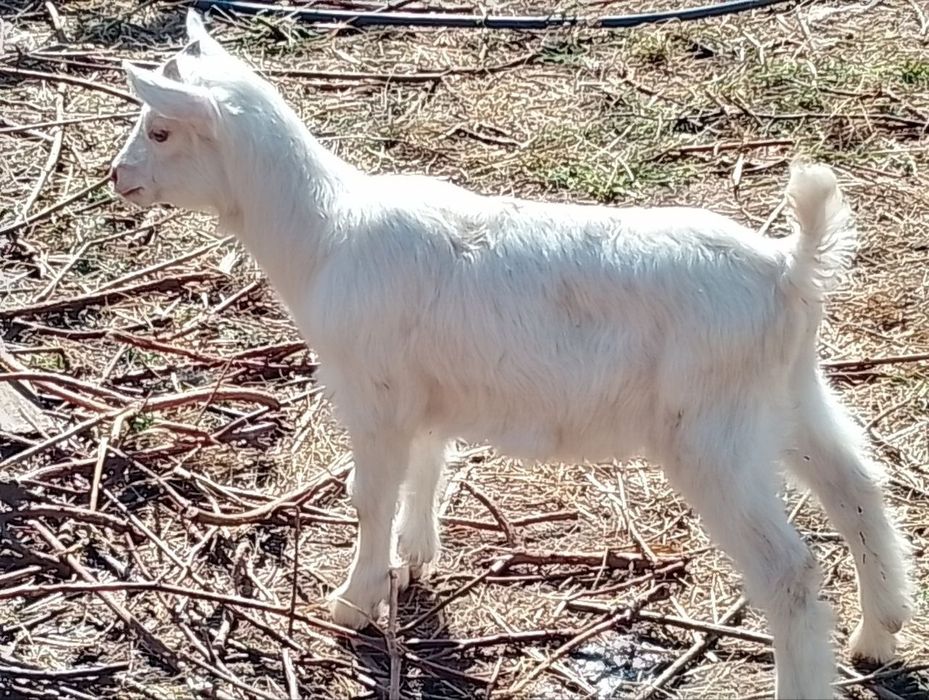Козлик зааненец, 1.5 месяца