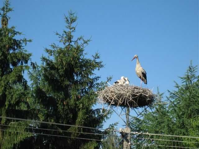 BOCIANI DOMEK - balia / jacuzzi - Augustów okolice - Wakacje