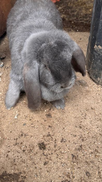Coelhos cruzados com raça Lop Francesa