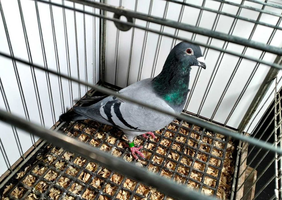 Gołębie pocztowe Leszek Kustra - samiec 2023r nr 10173