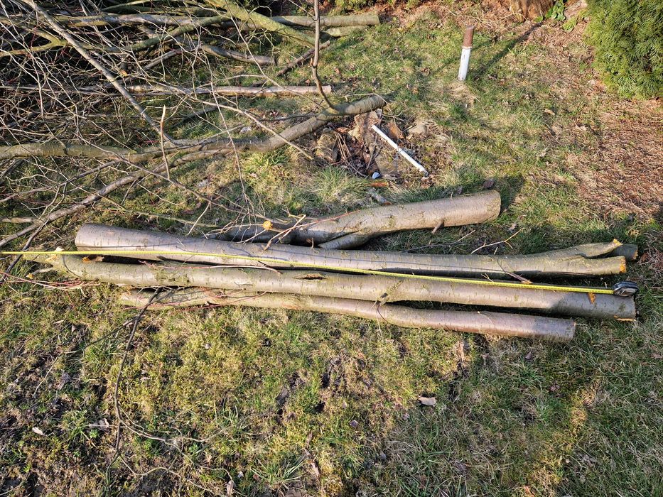 Oddam za darmo drzewo plus gałęzie z przycinki. Śliwka węgierka