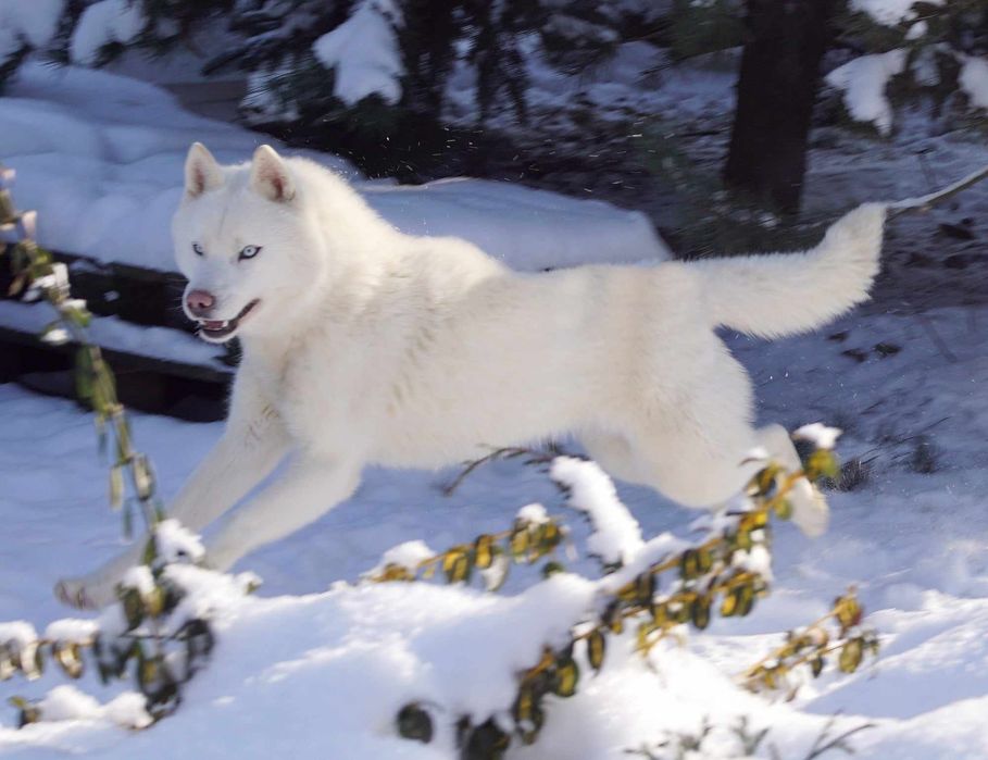 białe siberian husky ZKwP FCI
