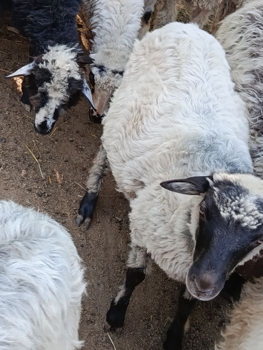 Продаж барана 6 місяців