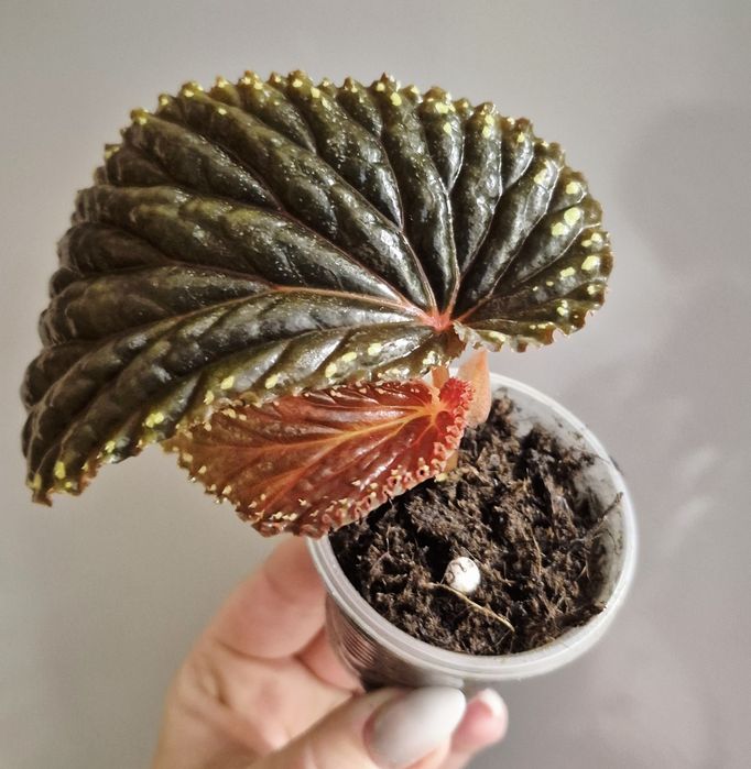 Колекційні бегоніі