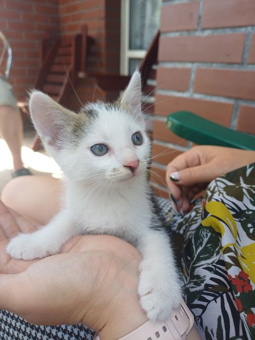 Do oddania kocurek