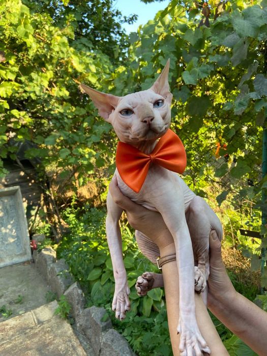 Вязка канадский сфинкс