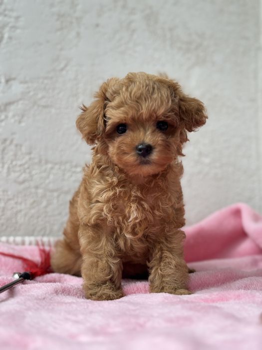 Мальтіпу дівчинка хмельницький