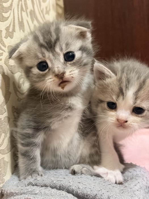 Котенок Серебристая шиншилла