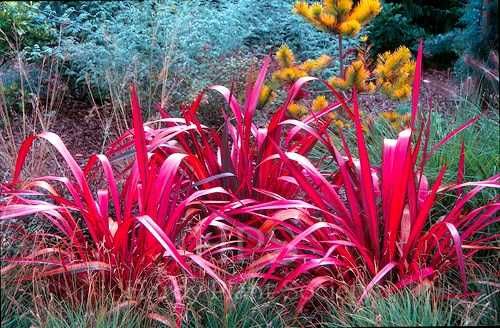 Len nowozelandzki "Evening Glow", intensywne barwy, sadzonka XXL!