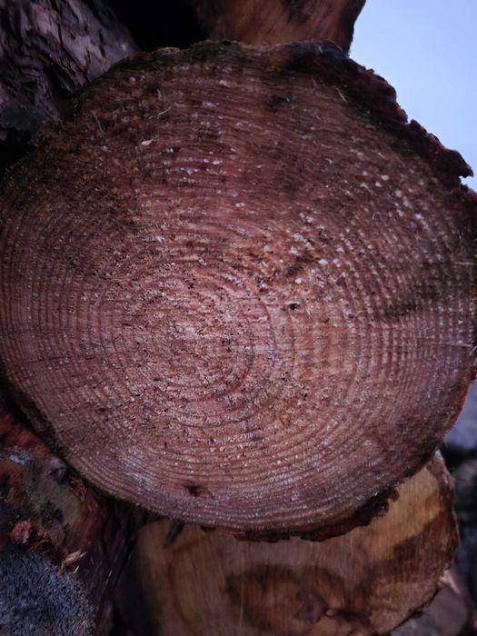 Продам соснові дрова