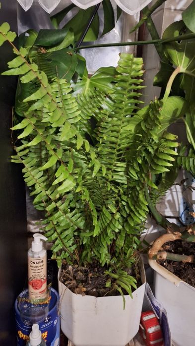 кімнатні рослини, квіти / цветы