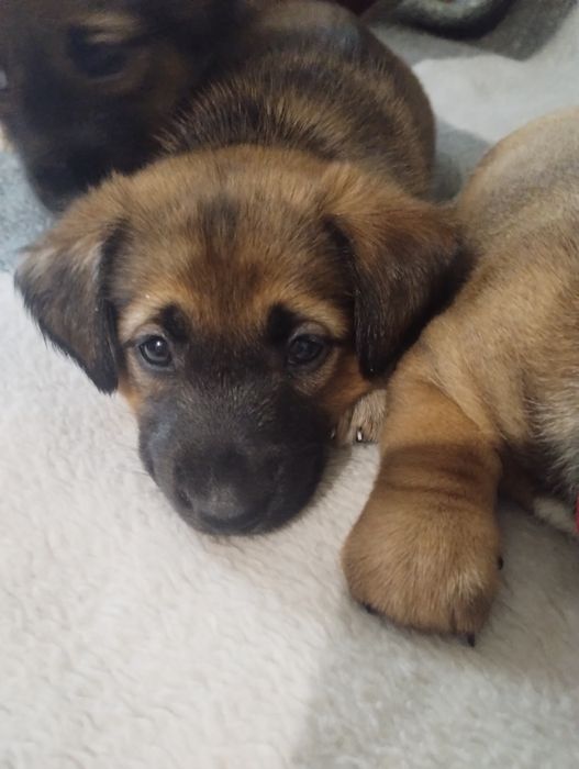 Ексклюзивні малечі метісіки.