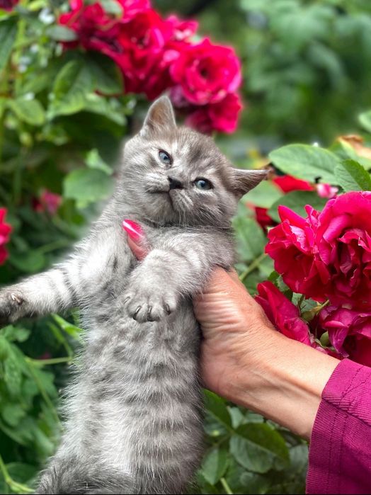 Пушистые муркотики.