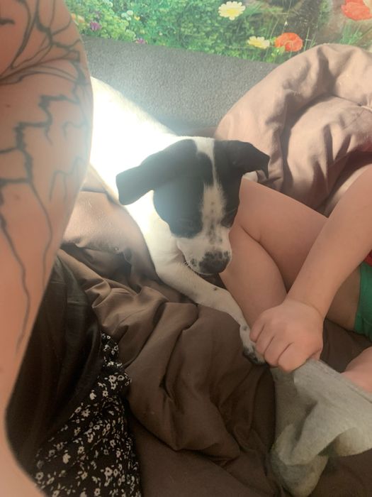 Отдам щенка СРОЧНО