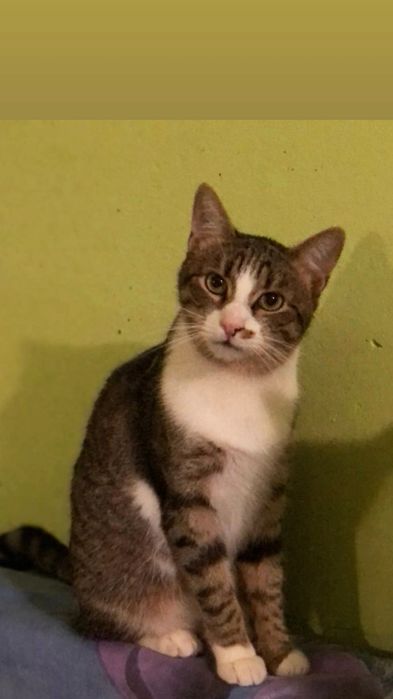 Отдам полосатого кота, кастрирован, вакцинирован, 1,5 года