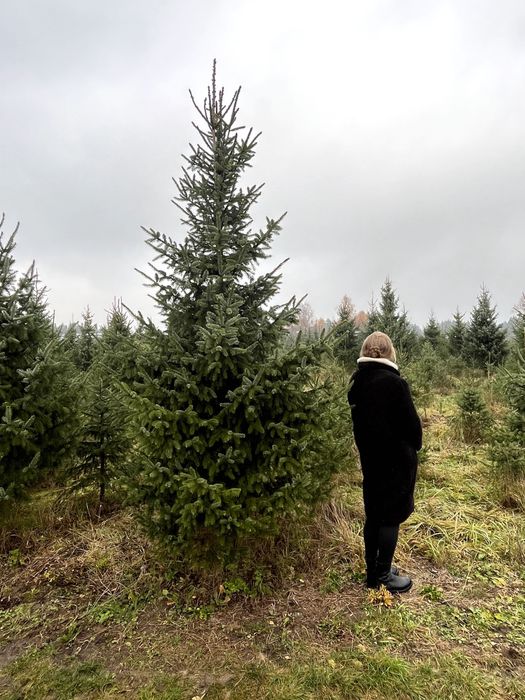 Świerk Serbski 3m + (picea omorica)