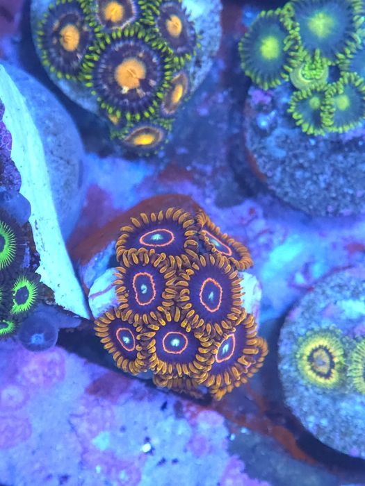 Corais de agua salgada zoantus