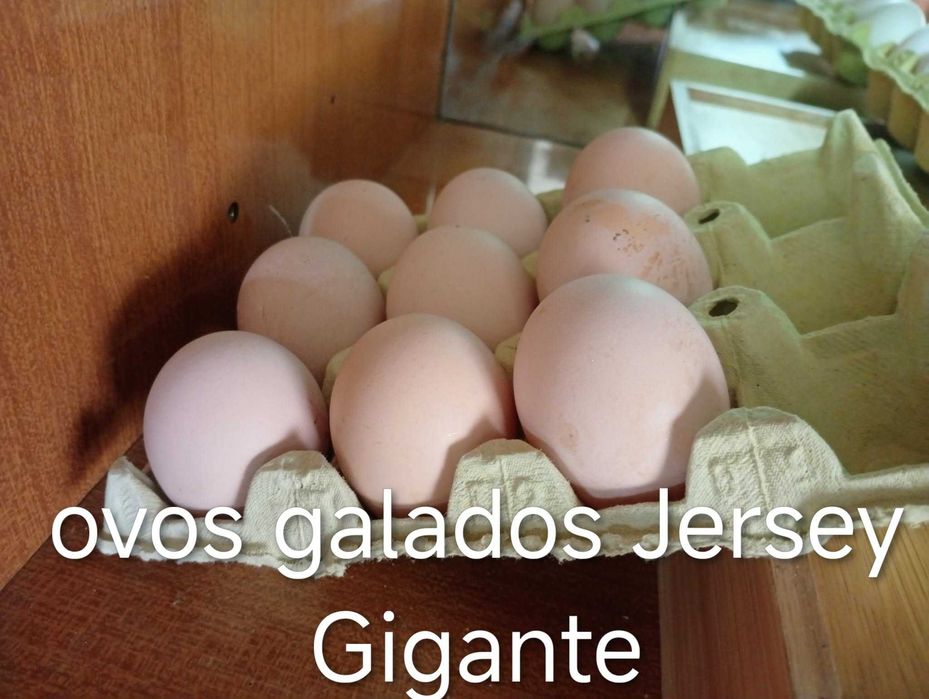 ovos galados de Jersey Gigante e de Cara de Palhaço