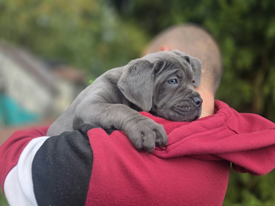 Cane corso suczka Błękitna