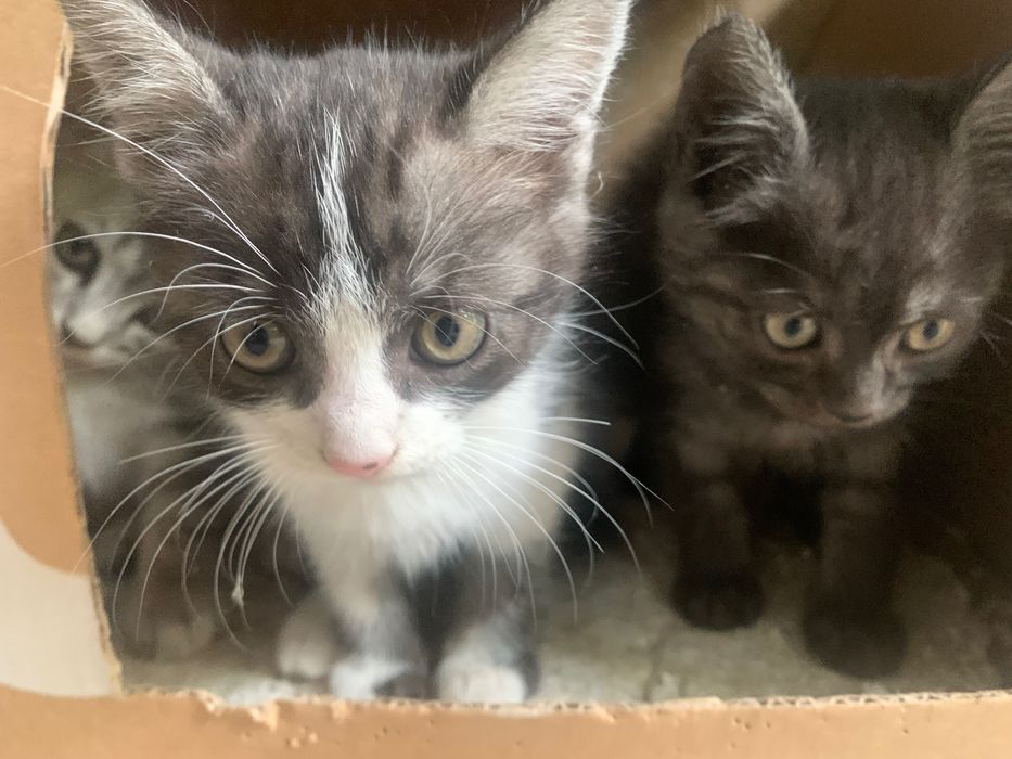 Котенята в хороші руки