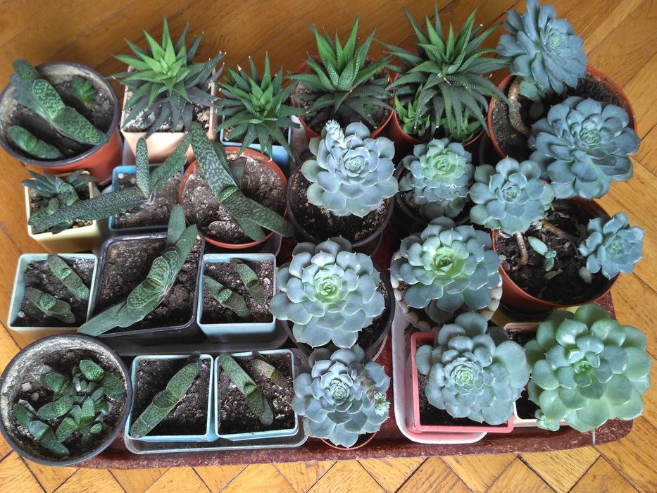 Суккуленты-гастерия, ехеверия, хавортия