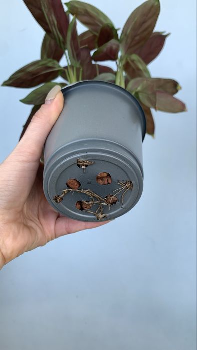 Продам Ктенанту Сетоза