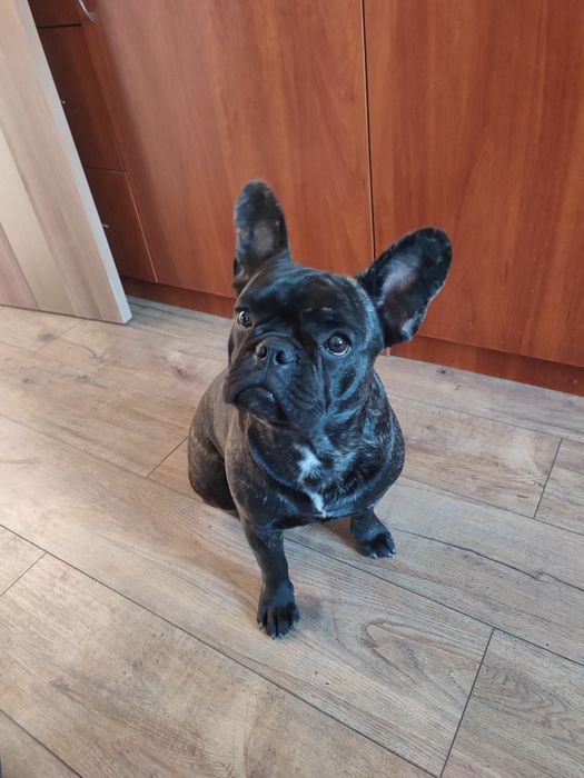 Продам в хорошие руки