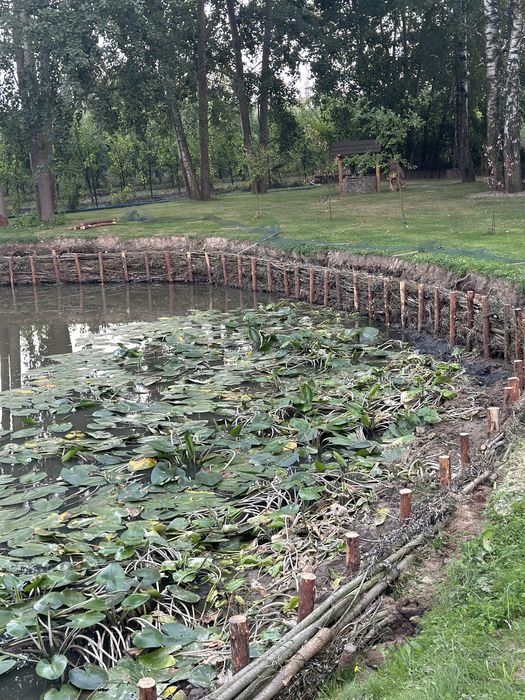 Faszynowanie brzegów stawu kopanie zabespieczanie kiszką faszynową