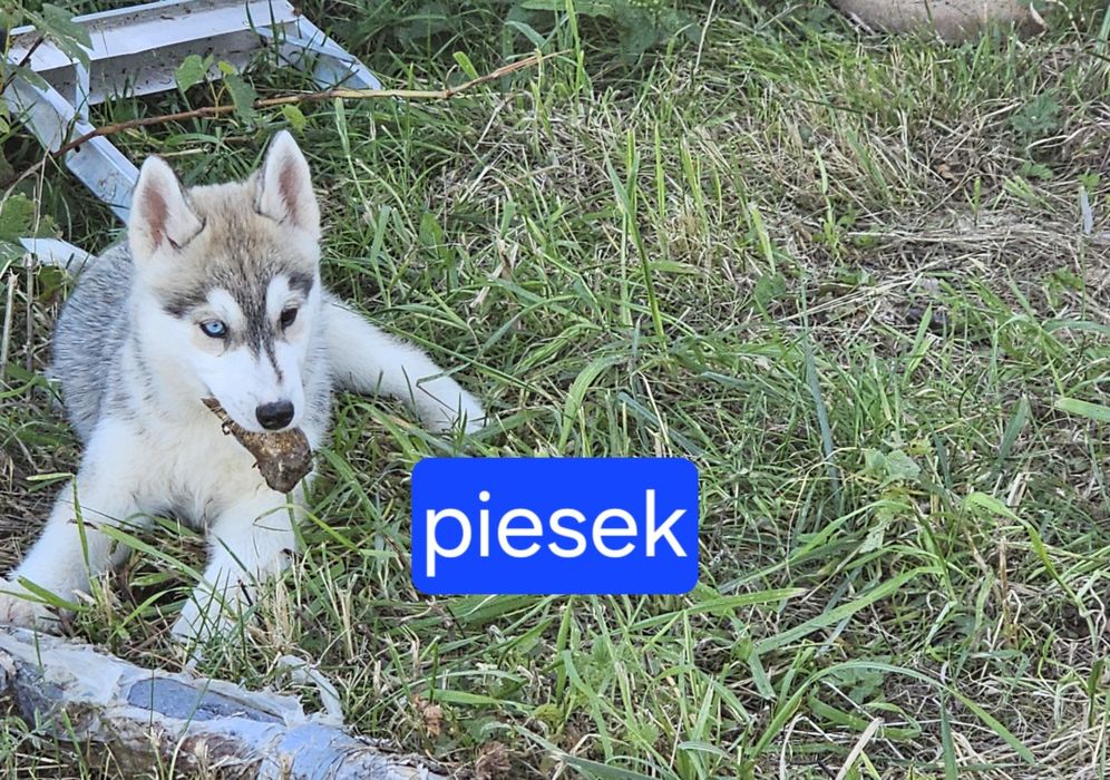 Szczeniak  Siberian  Husky