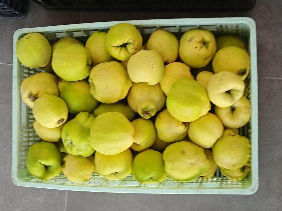 Marmelos ótima qualidade