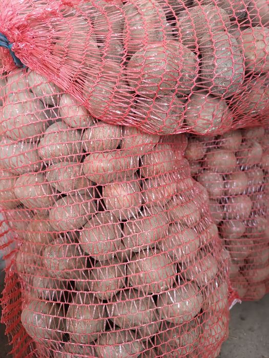 Насіння картоплі Белла роса