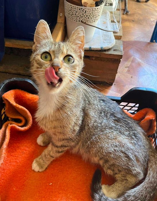 Tysia roczna kotka do adopcji