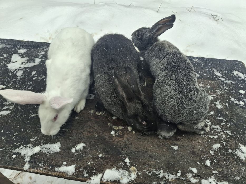 Продам кролі самки самці