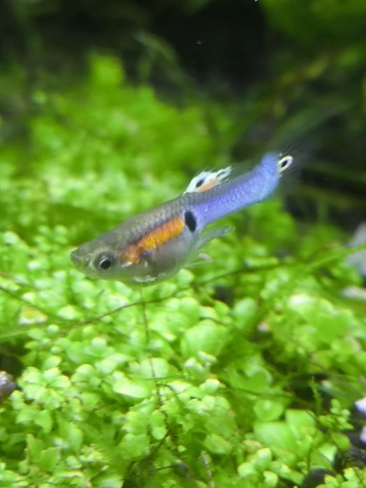 Guppies Endler (Black Bar e Blue Japan)