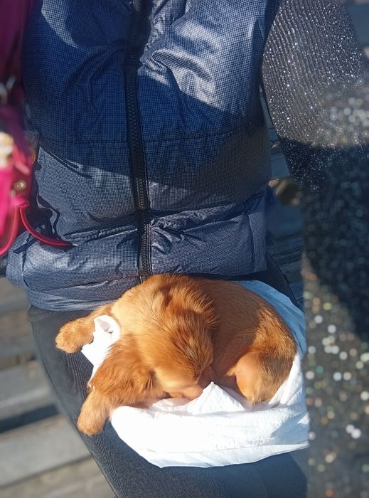 Цуценята руді для продажу.