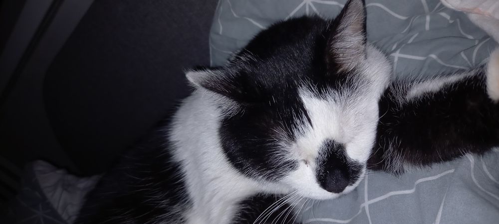 Pilnie szukamy domu dla kotka