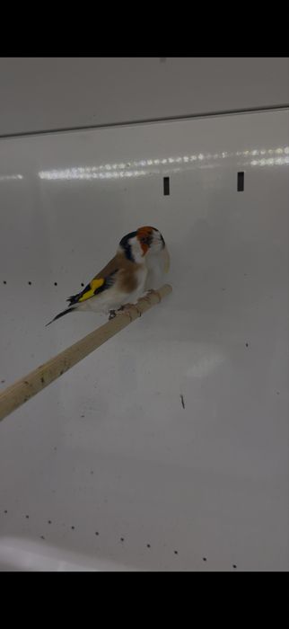 Casais Pintassilgo Major